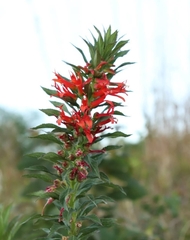 Lobelia laxiflora image