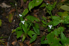 Tradescantia tenella