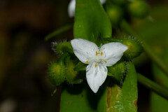 Tradescantia tenella