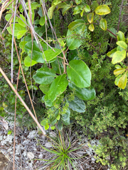 Griselinia lucida