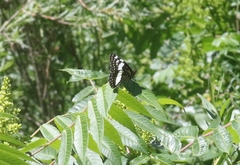 Limenitis weidemeyerii