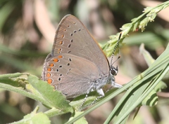 Satyrium titus