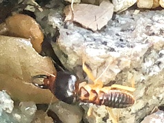 Macrotermes carbonarius