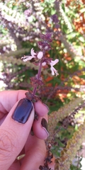Ocimum basilicum