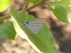 Hemiolaus caeculus