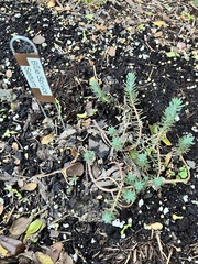 Petrosedum