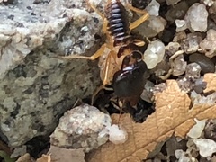 Macrotermes carbonarius