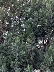 Juniperus deppeana