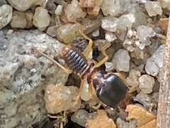 Macrotermes carbonarius