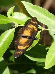 Pseudacraea lucretia