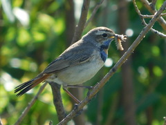 Luscinia svecica svecica