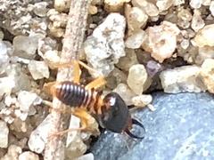 Macrotermes carbonarius