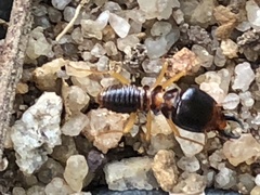 Macrotermes carbonarius