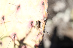 Copestylum isabellina