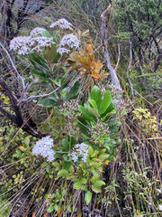 Olearia