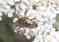 Typocerus octonotatus