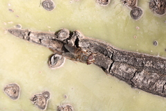 Copestylum isabellina