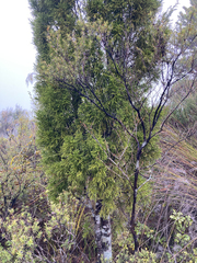 Lepidothamnus intermedius