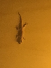 Hemidactylus platyurus