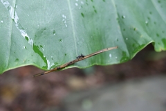 Polyrhachis lamellidens