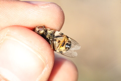 Copestylum isabellina