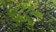 Turpinia ternata