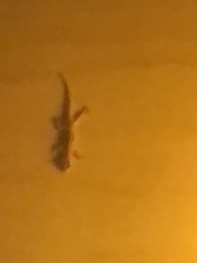 Hemidactylus platyurus