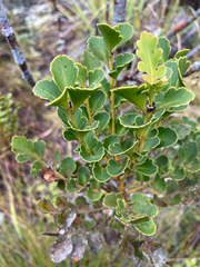 Phyllocladus