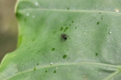Polyrhachis lamellidens