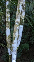 Turpinia ternata