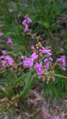 Stylidium productum