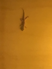 Hemidactylus platyurus