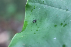 Polyrhachis lamellidens