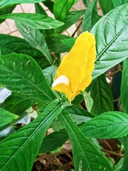 Pachystachys lutea