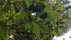 Turpinia ternata