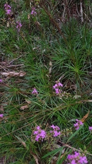 Stylidium productum