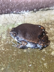 Hypopachus variolosus