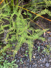 Gleichenia