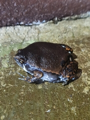 Hypopachus variolosus