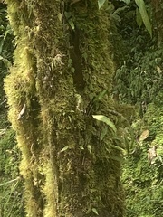 Microsciurus mimulus