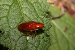 Blattellinae