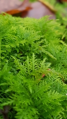 Thuidium tamariscinum