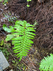 Blechnum novae-zelandiae