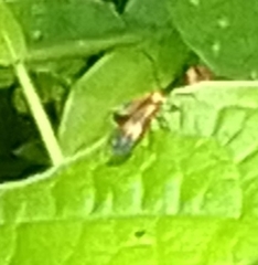 Nemophora degeerella