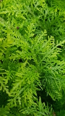 Thuidium tamariscinum