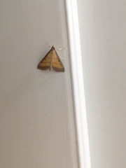 Cnaphalocrocis medinalis