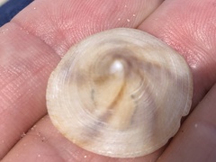 Desmaulus extinctorium