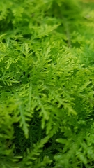 Thuidium tamariscinum