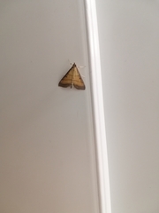 Cnaphalocrocis medinalis