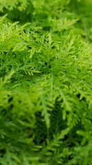 Thuidium tamariscinum